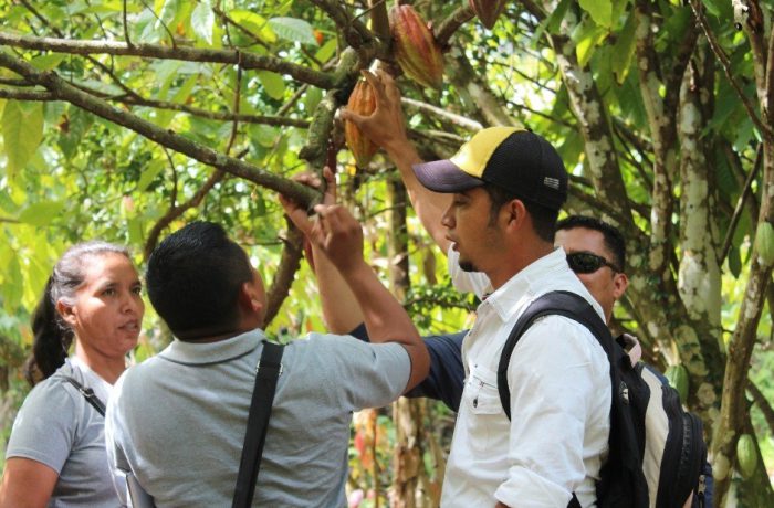 Dominican Republic sustainable cocoa producer